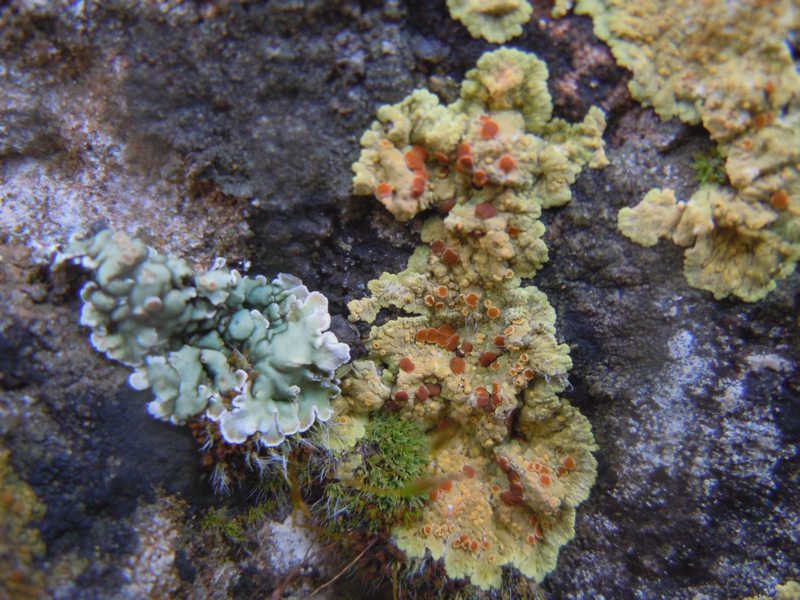 ..dai Tacchi dell''Ogliastra 2